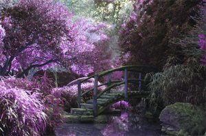 Zen Garden