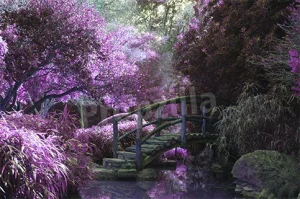 Zen Garden